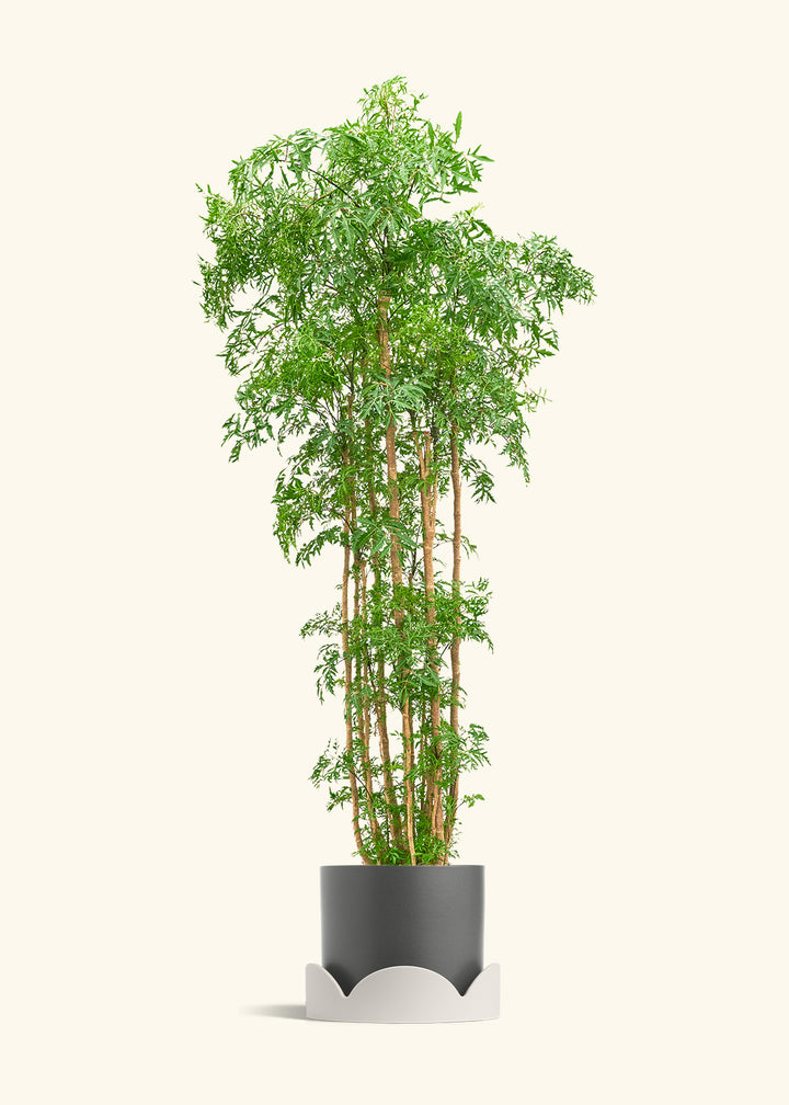 Ming Aralia