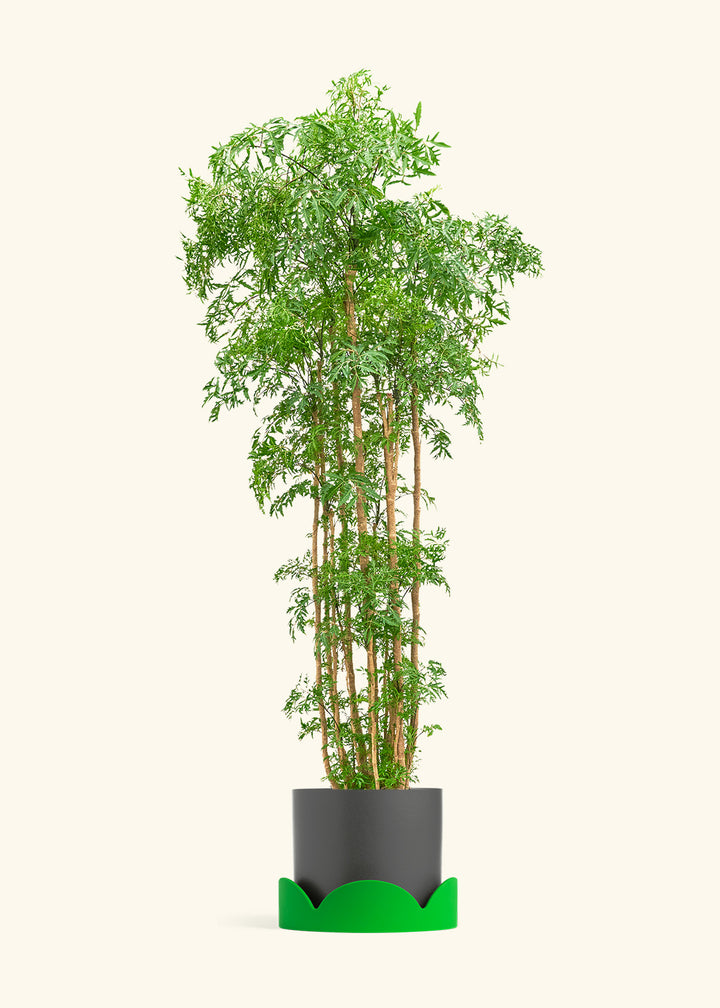 Ming Aralia