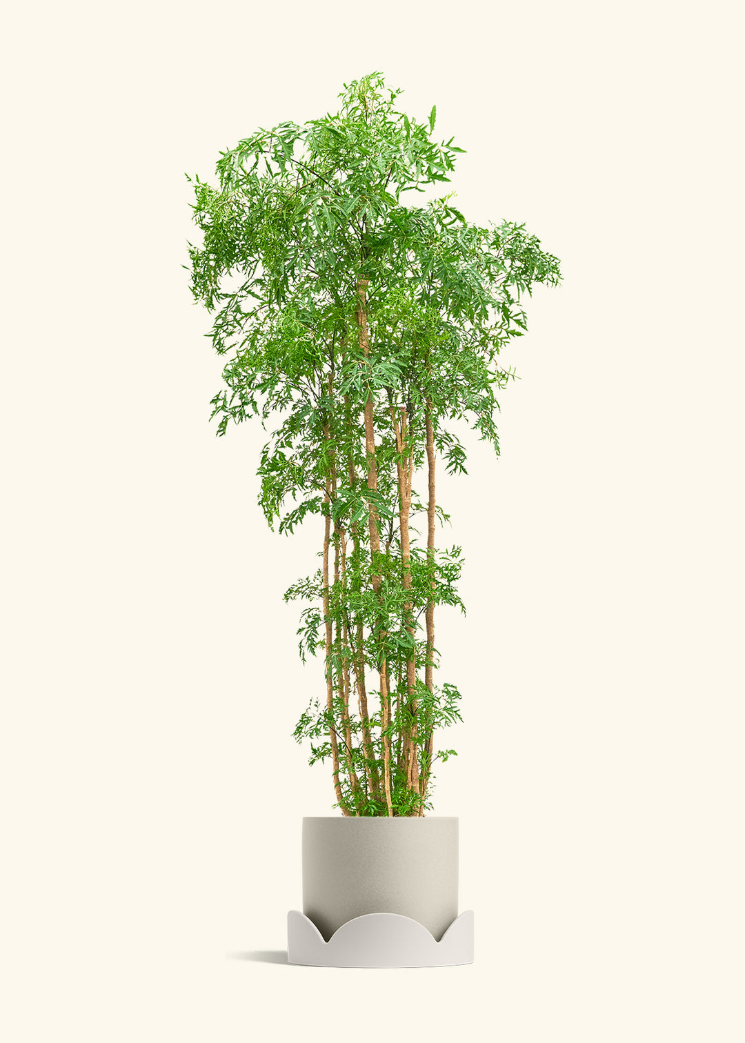 Ming Aralia