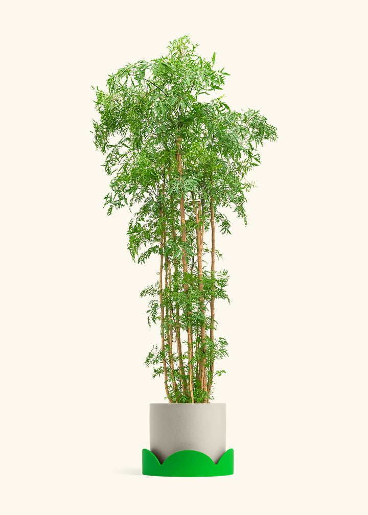 Ming Aralia