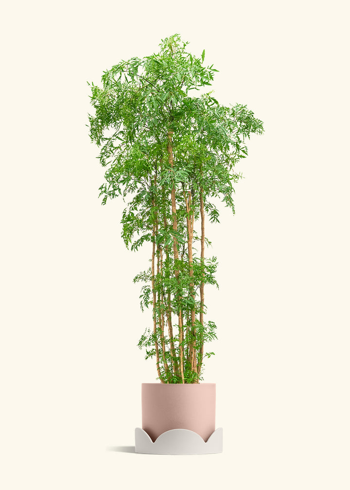 Ming Aralia