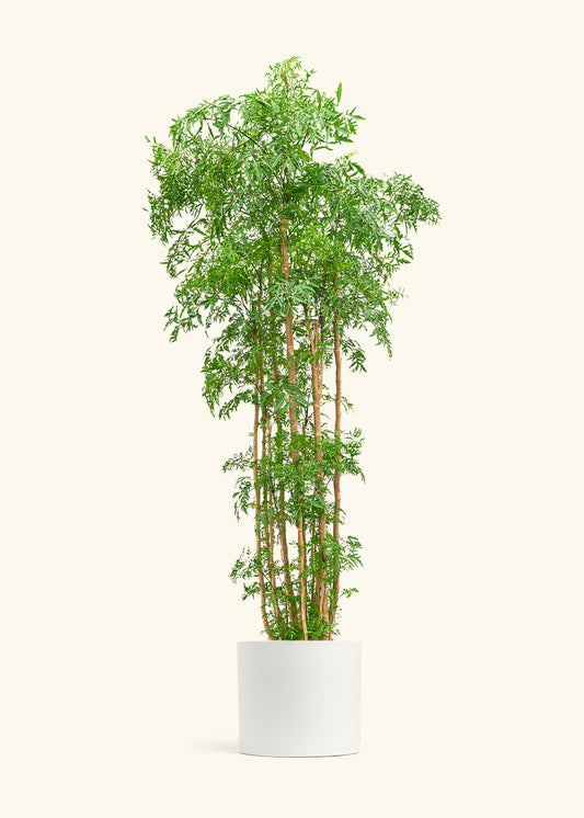 Ming Aralia, XL