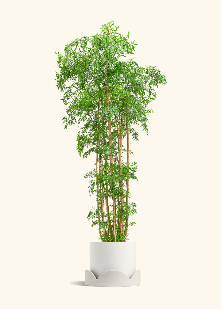 Ming Aralia