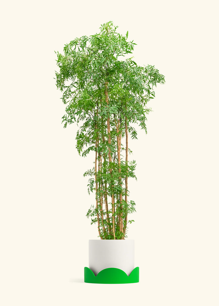 Ming Aralia
