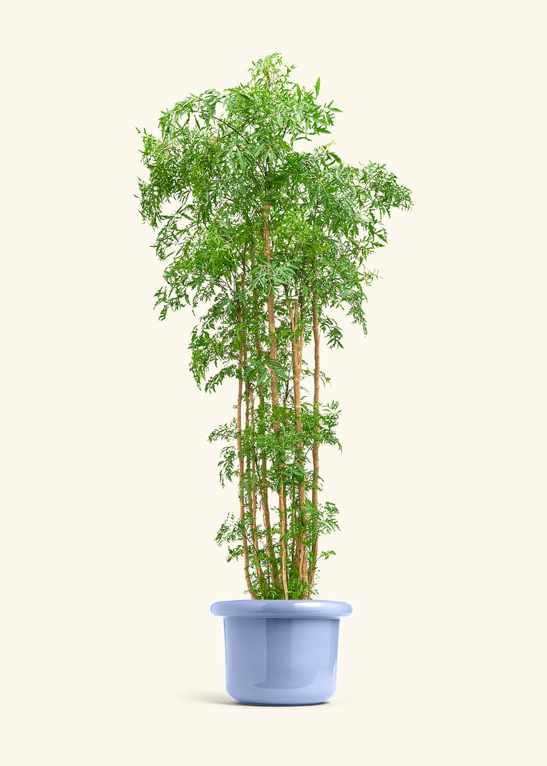 Ming Aralia