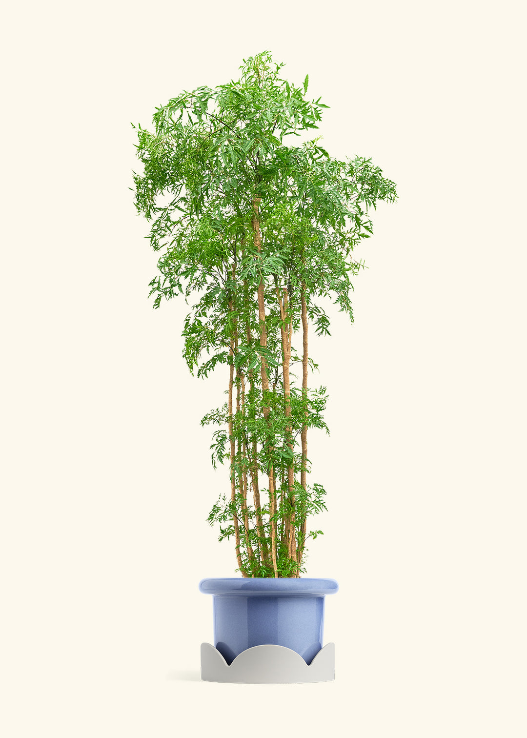 Ming Aralia