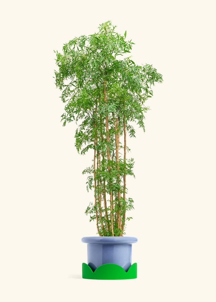 Ming Aralia