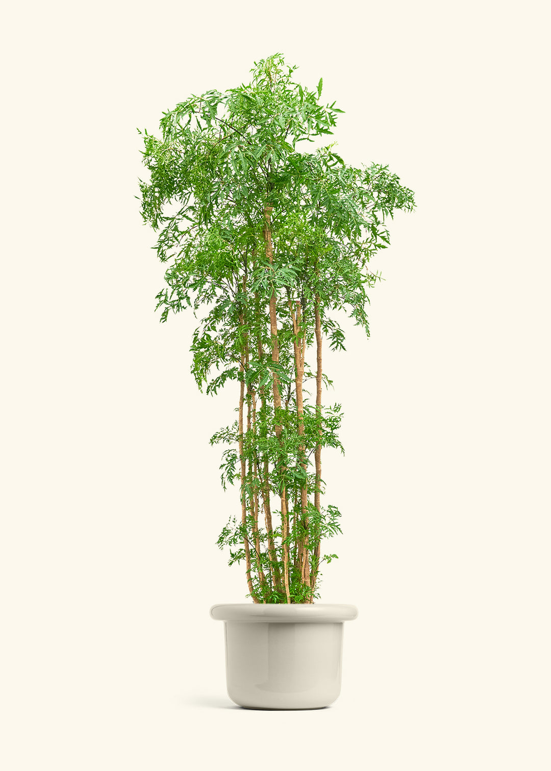 Ming Aralia