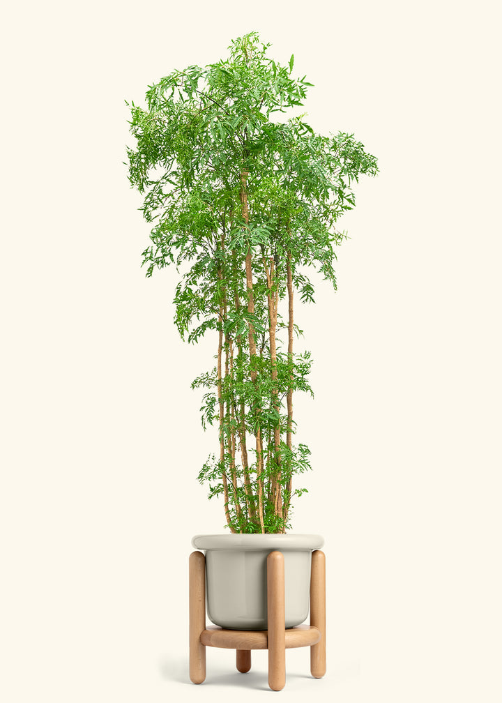 Ming Aralia