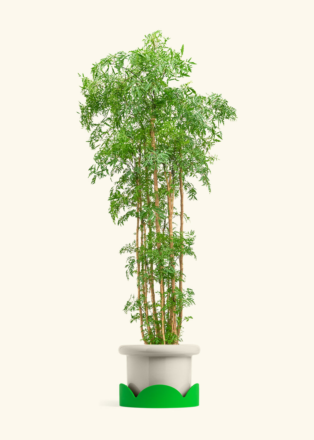 Ming Aralia