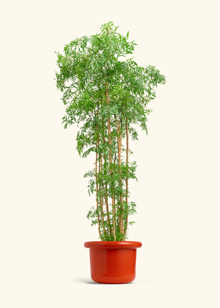 Ming Aralia
