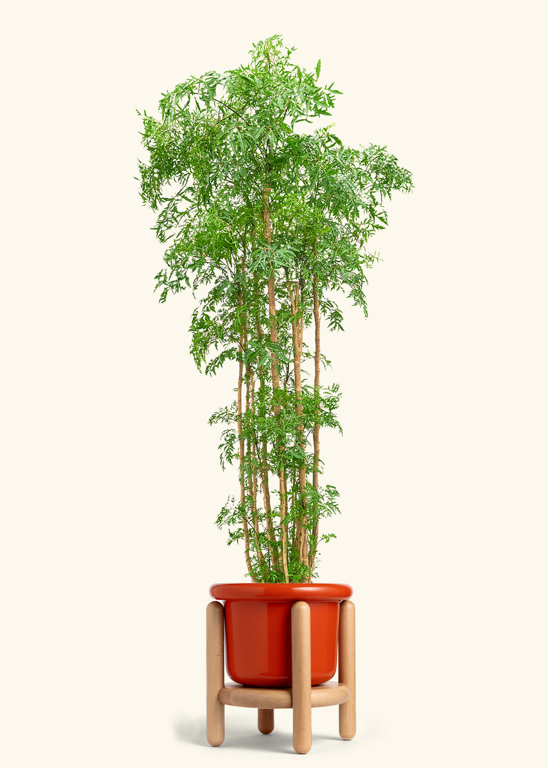 Ming Aralia