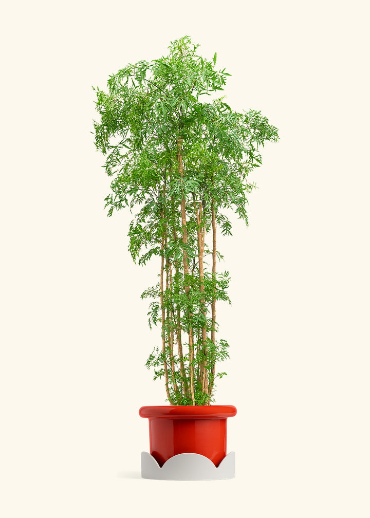 Ming Aralia