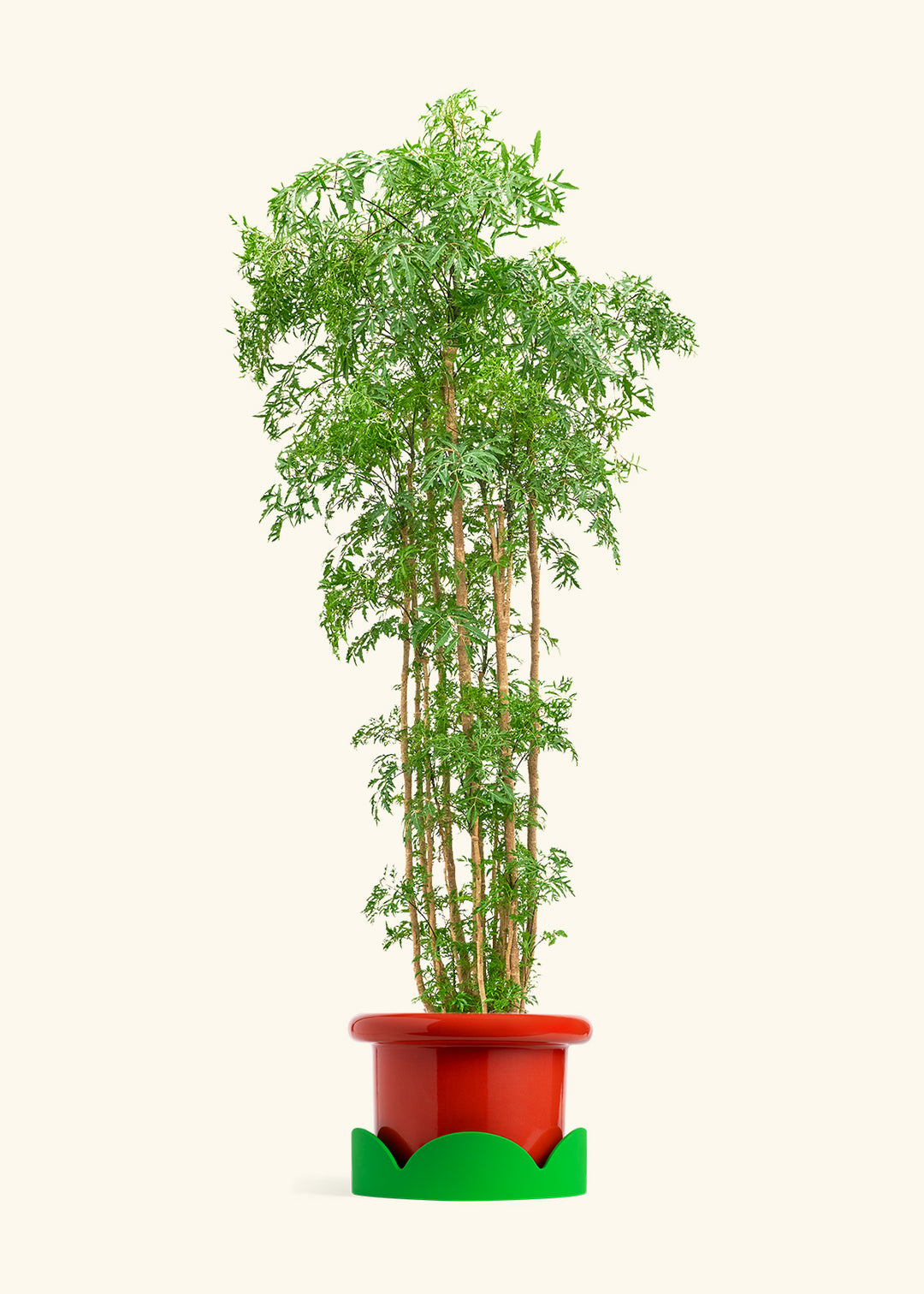 Ming Aralia