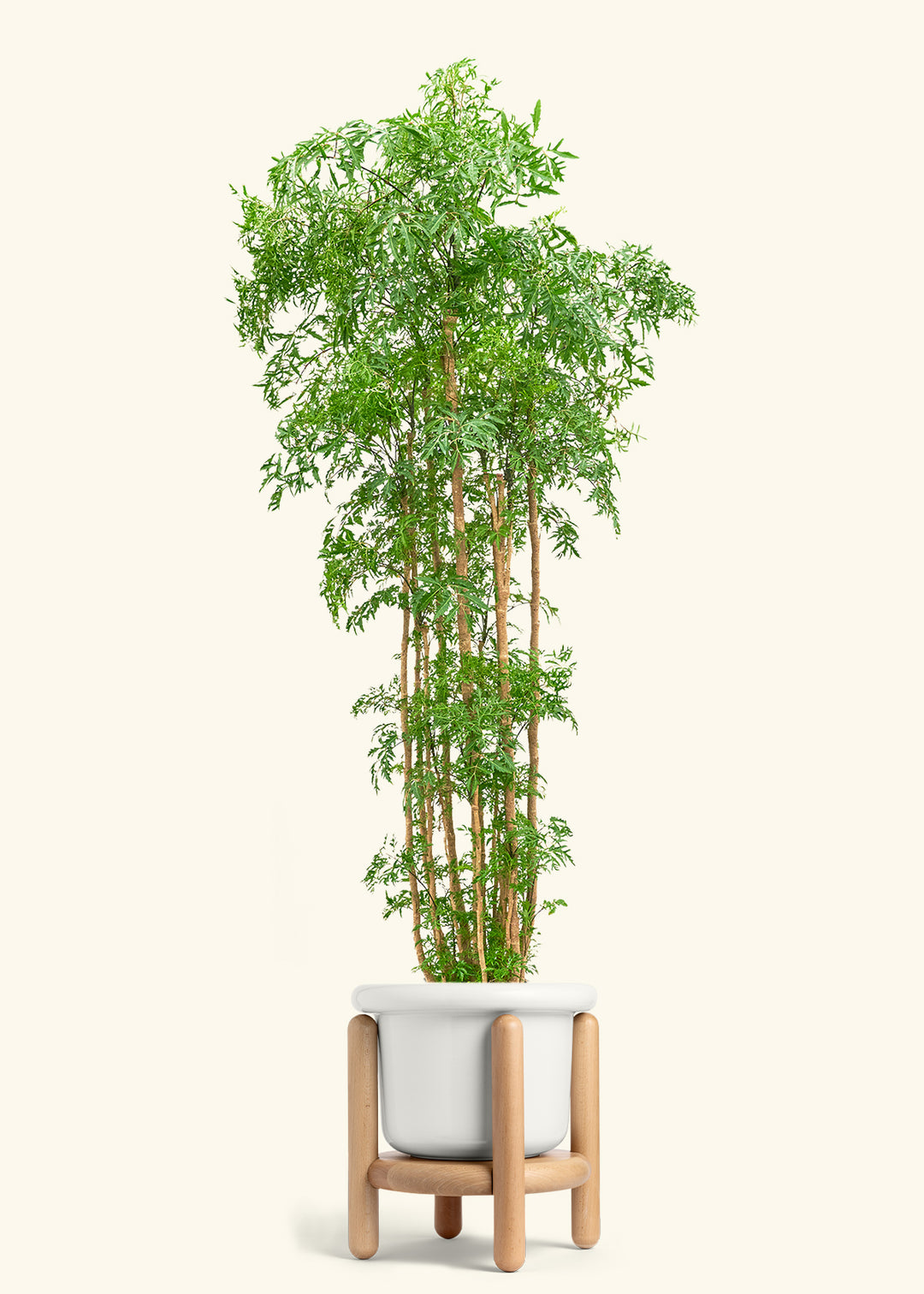 Ming Aralia