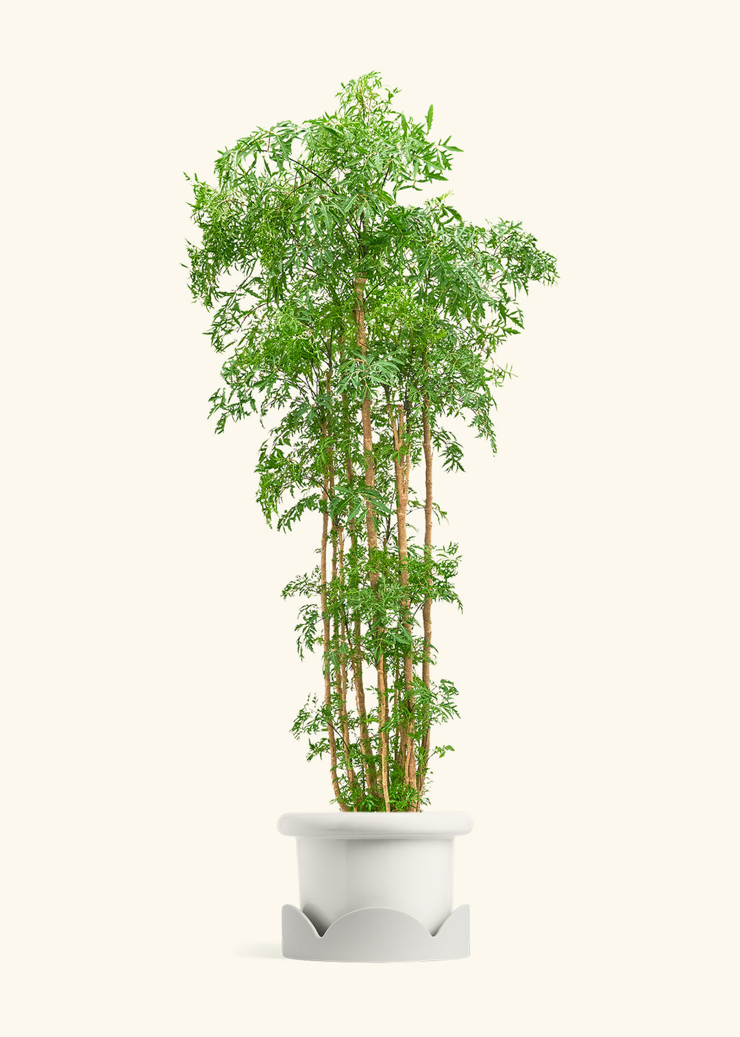 Ming Aralia