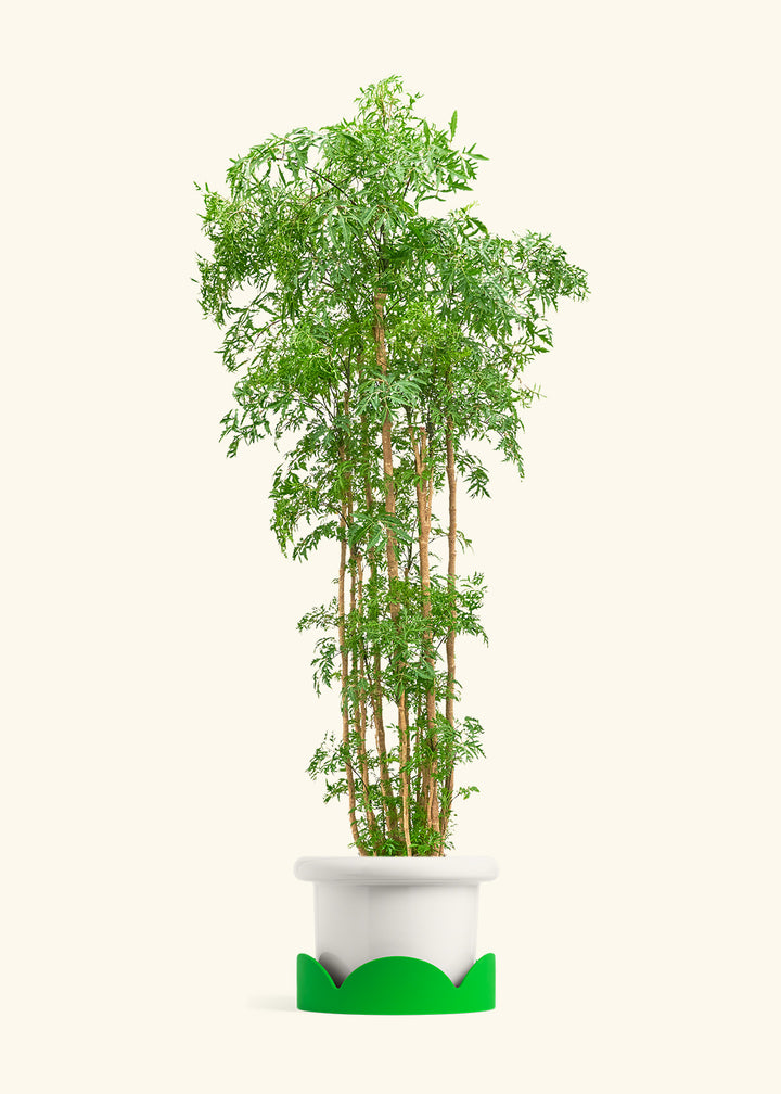Ming Aralia