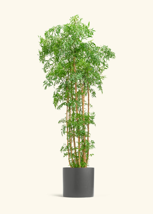 Ming Aralia, XL