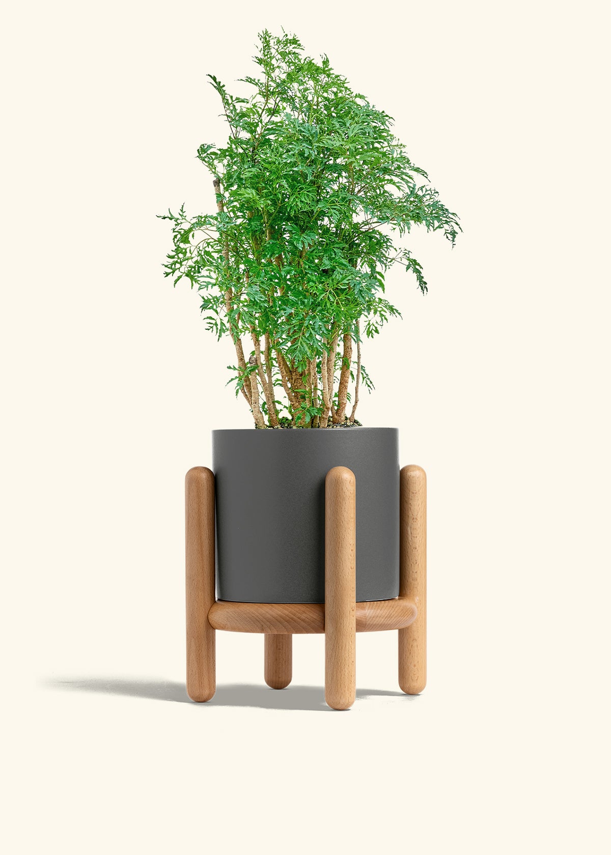 Ming Aralia in a 6 inches Charcoal Classic Cylinder Planter in a Beech Wood Stand