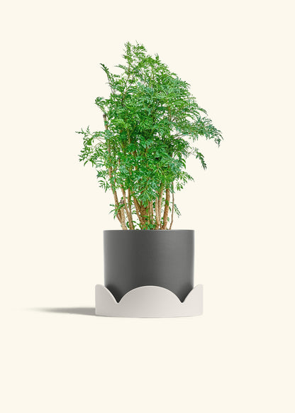 Ming Aralia in a 6 inches Charcoal Classic Cylinder Planter in a Oat Petal Drip Tray