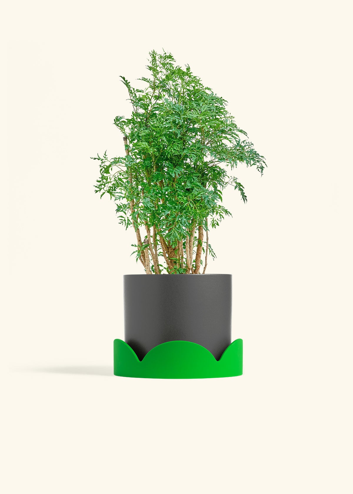 Ming Aralia in a 6 inches Charcoal Classic Cylinder Planter in a Shamrock Petal Drip Tray