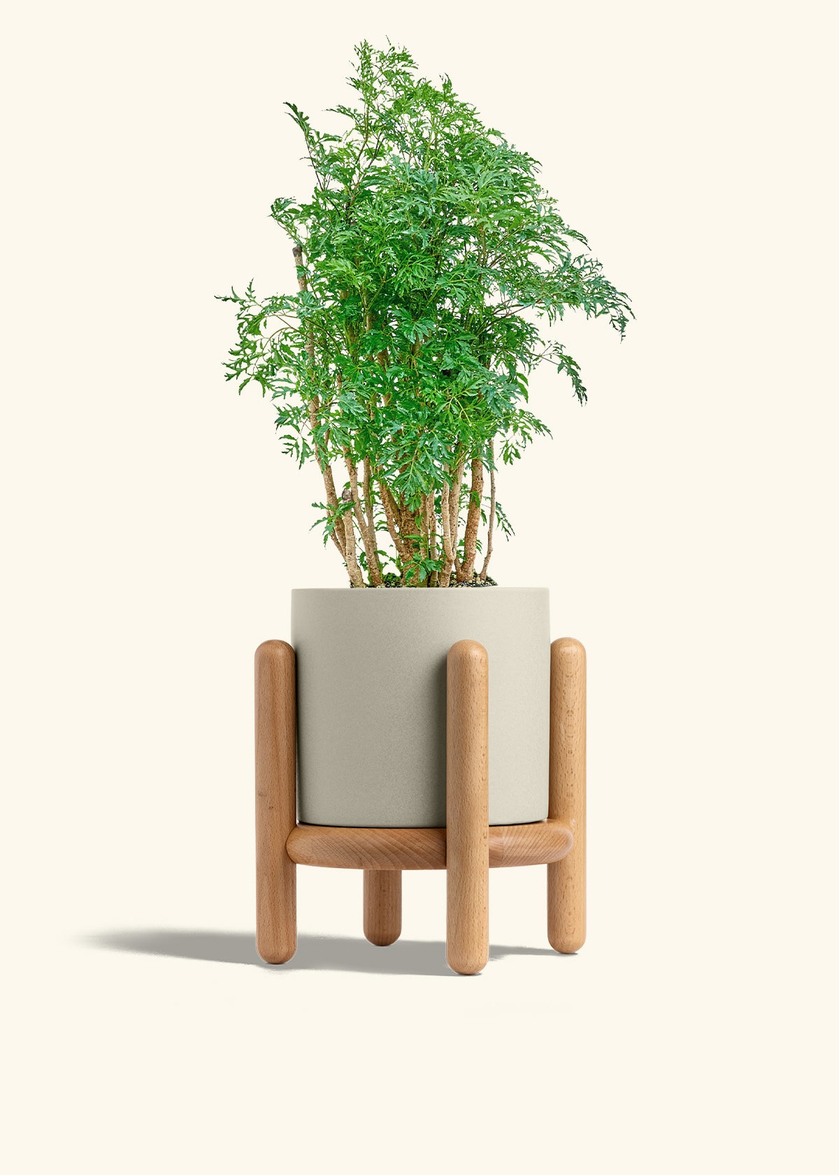 Ming Aralia in a 6 inches Oat Classic Cylinder Planter in a Beech Wood Stand