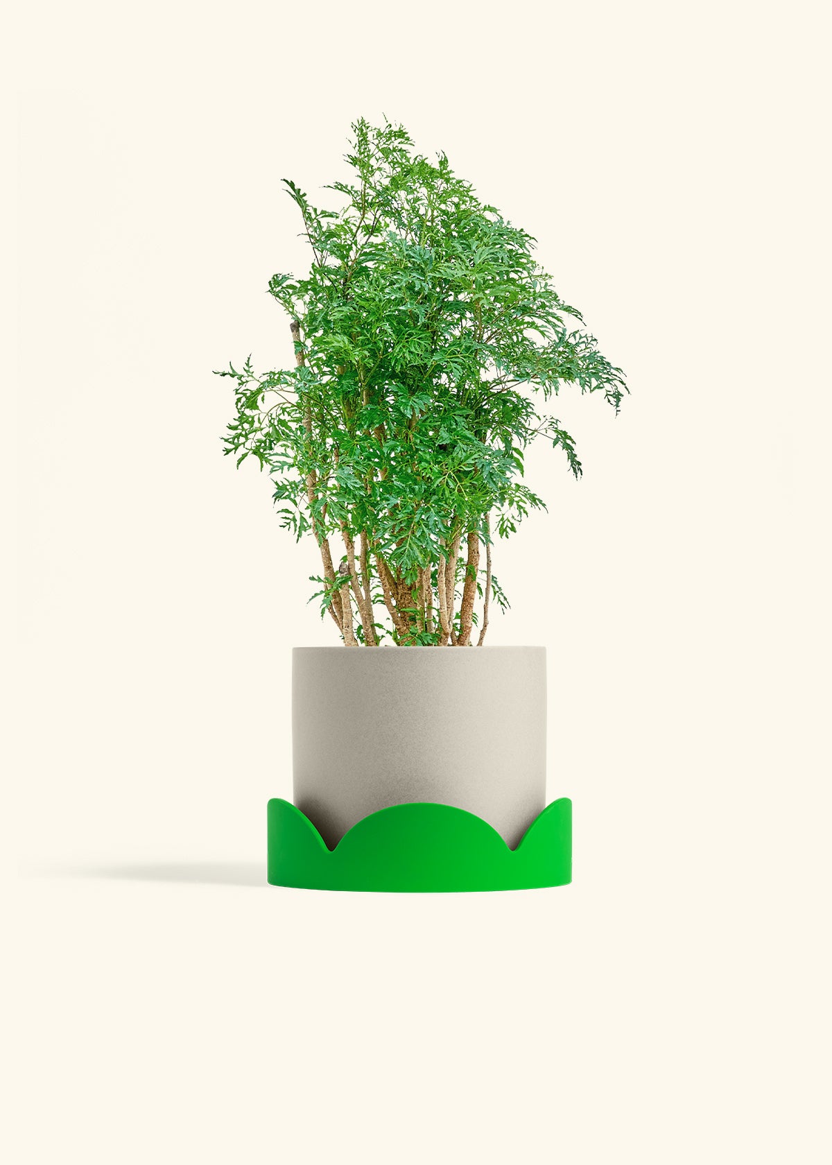 Ming Aralia in a 6 inches Oat Classic Cylinder Planter in a Shamrock Petal Drip Tray