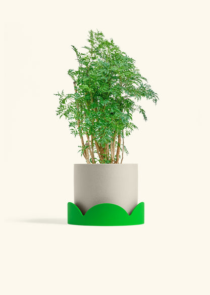 Ming Aralia in a 6 inches Oat Classic Cylinder Planter in a Shamrock Petal Drip Tray
