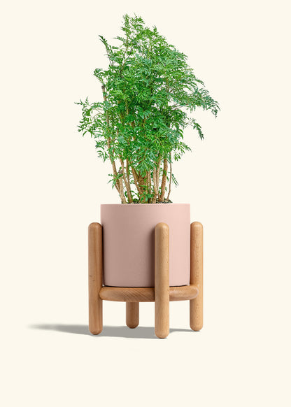 Ming Aralia in a 6 inches Pink Classic Cylinder Planter in a Beech Wood Stand