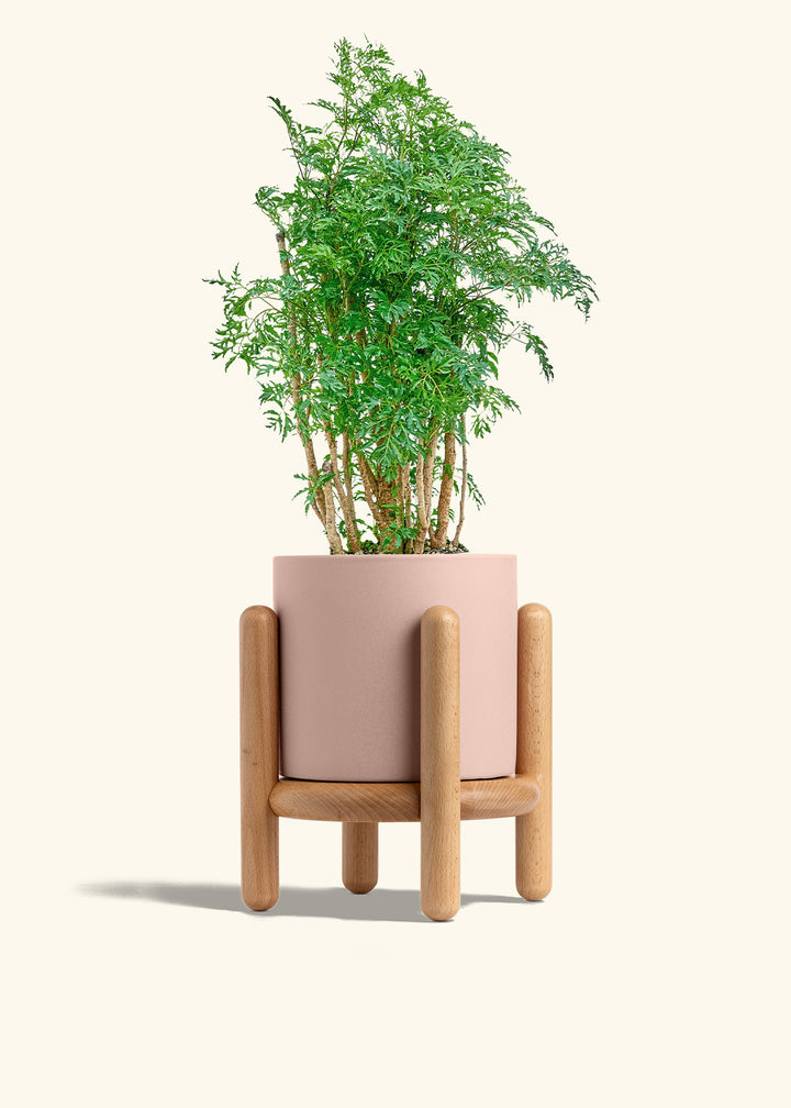 Ming Aralia in a 6 inches Pink Classic Cylinder Planter in a Beech Wood Stand