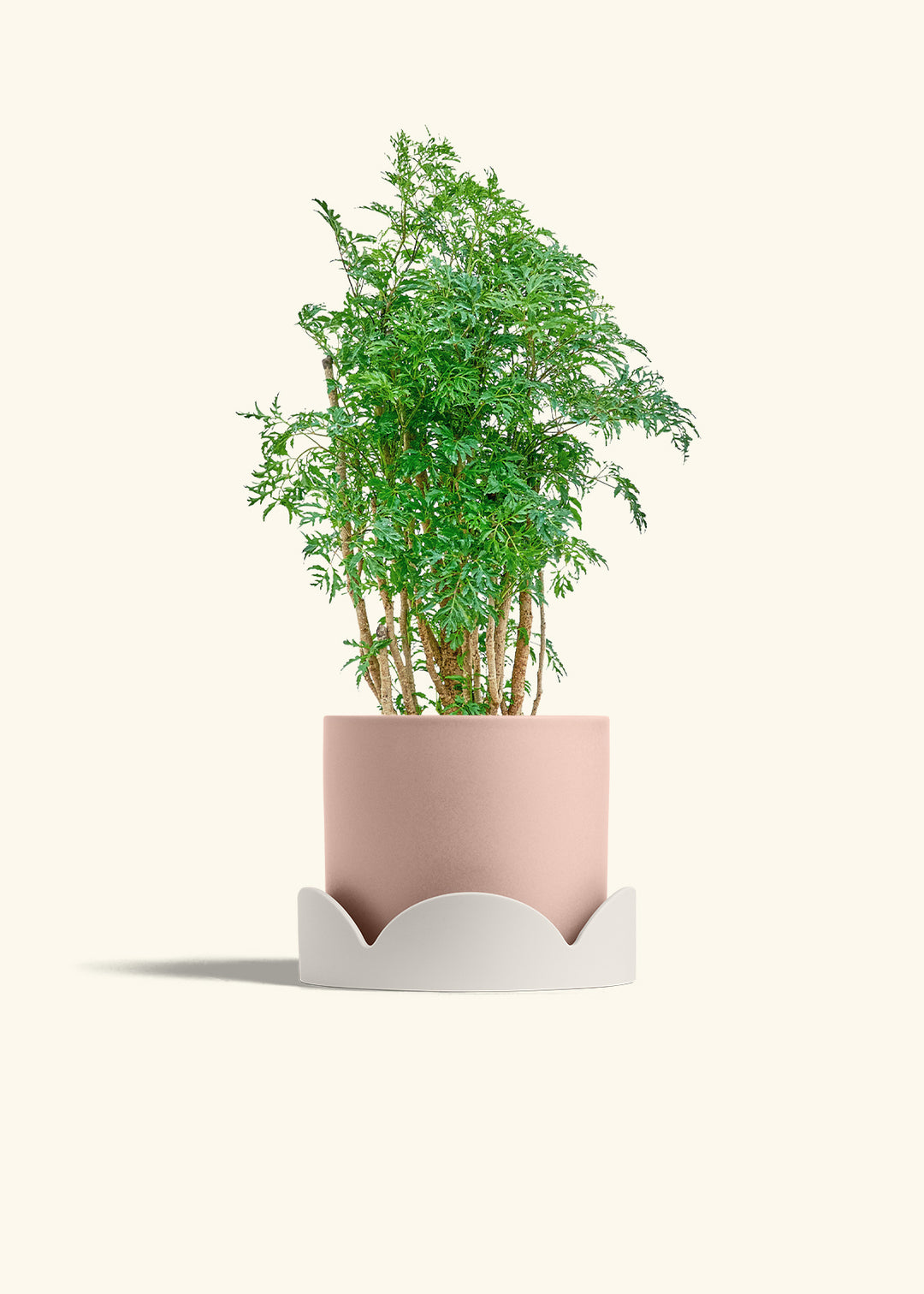 Ming Aralia in a 6 inches Pink Classic Cylinder Planter in a Oat Petal Drip Tray