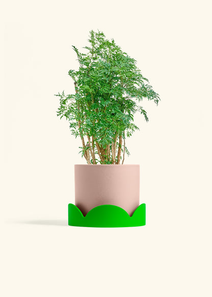 Ming Aralia in a 6 inches Pink Classic Cylinder Planter in a Shamrock Petal Drip Tray