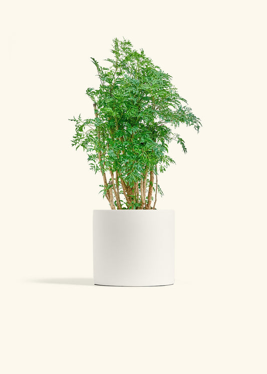 Ming Aralia in a 6 inches White Classic Cylinder Planter 