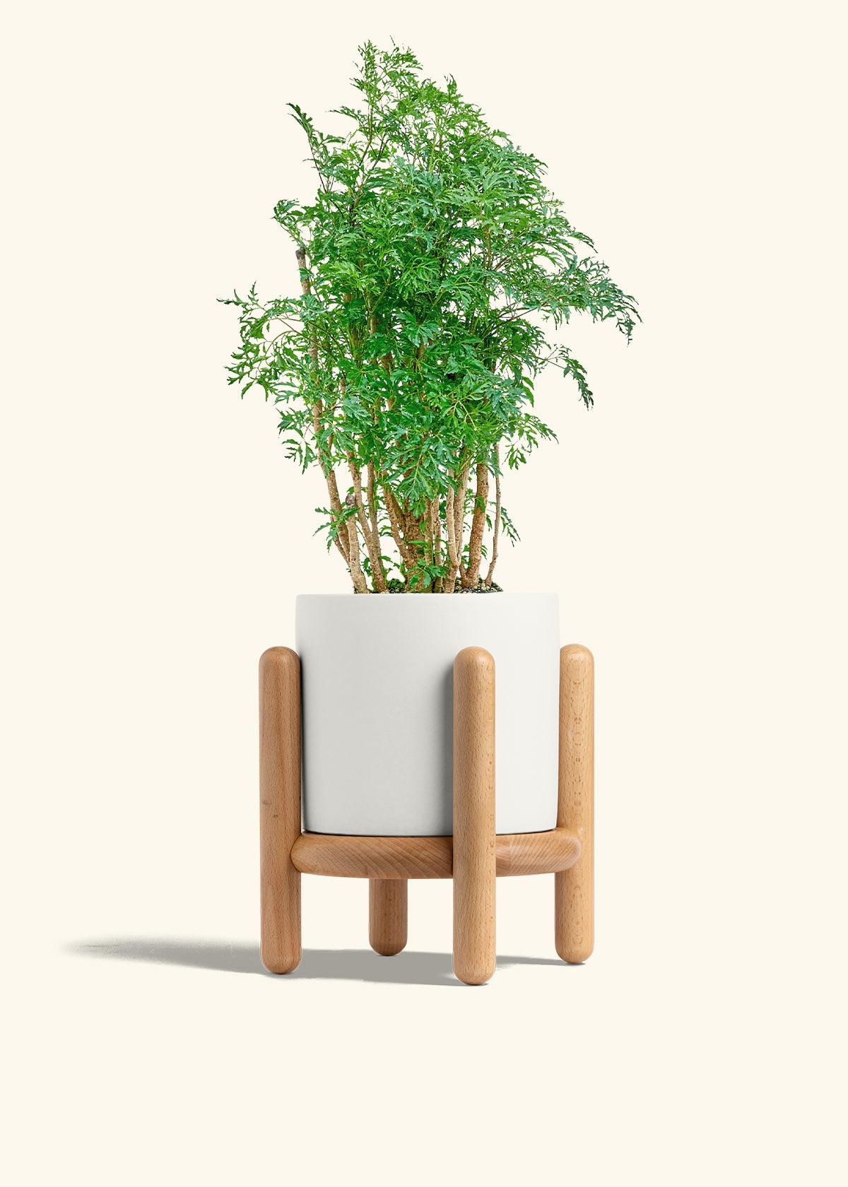 Ming Aralia in a 6 inches White Classic Cylinder Planter in a Beech Wood Stand