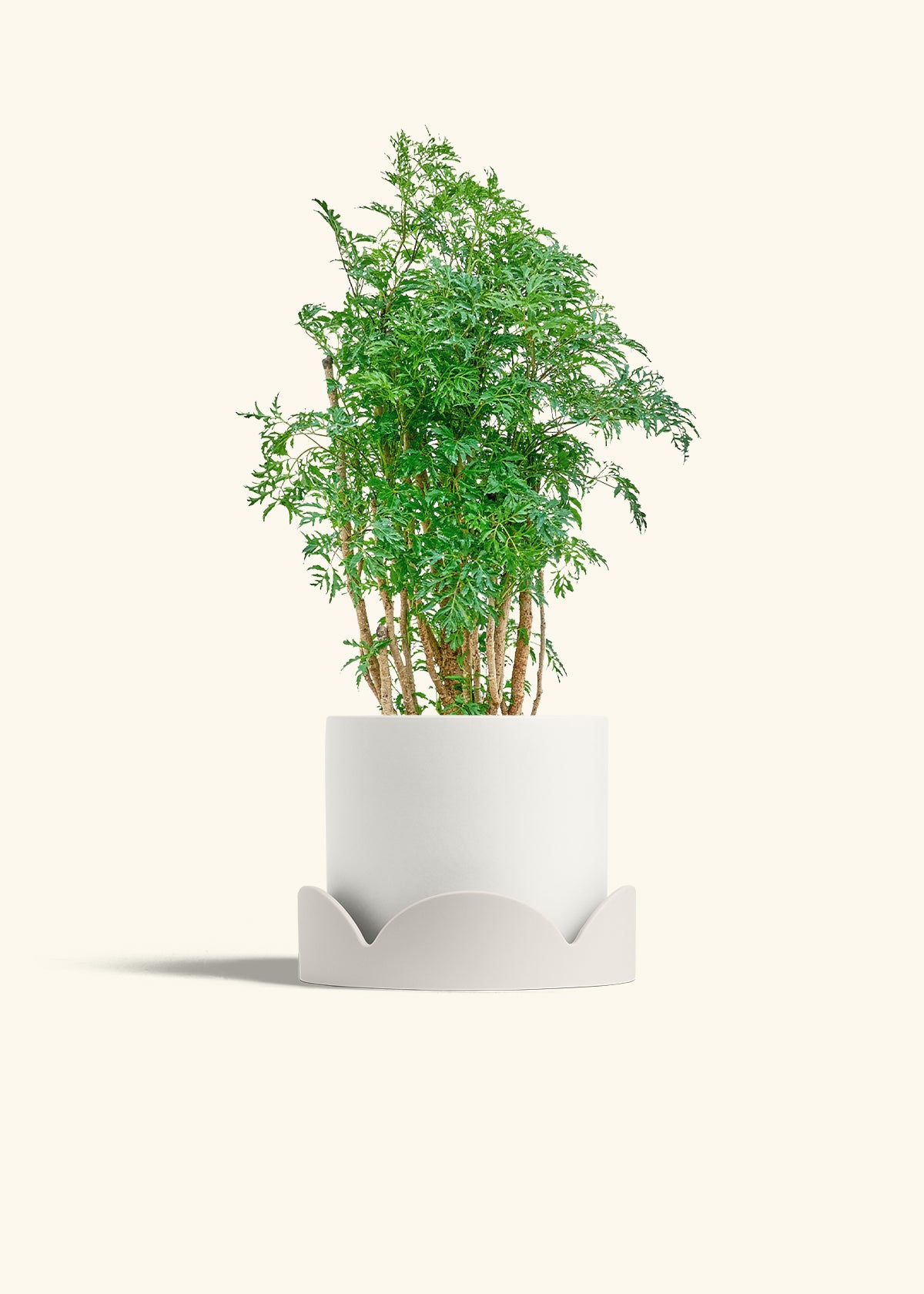 Ming Aralia in a 6 inches White Classic Cylinder Planter in a Oat Petal Drip Tray