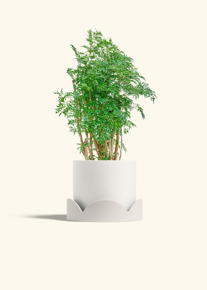 Ming Aralia in a 6 inches White Classic Cylinder Planter in a Oat Petal Drip Tray