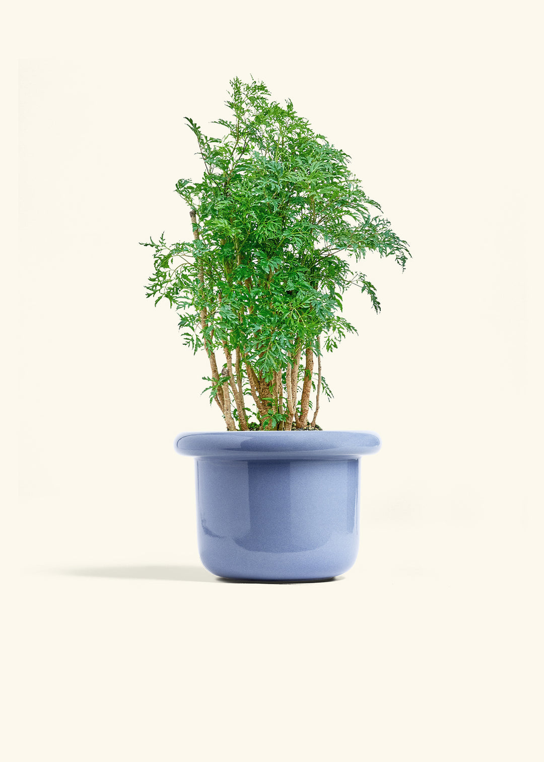 Ming Aralia in a 6 inches Fat Lip Blue Planter 