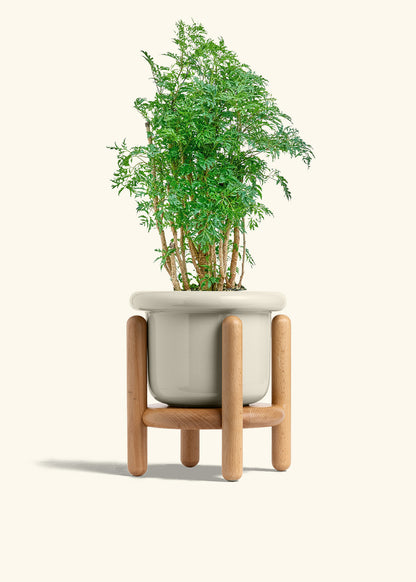 Ming Aralia in a 6 inches Fat Lip Oat Planter in a Beech Wood Stand