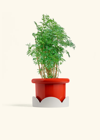 Ming Aralia in a 6 inches Fat Lip Red Planter in a Oat Petal Drip Tray