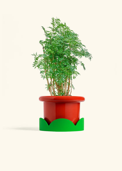 Ming Aralia in a 6 inches Fat Lip Red Planter in a Shamrock Petal Drip Tray