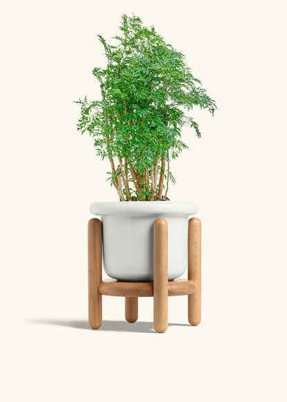 Ming Aralia in a 6 inches Fat Lip White Planter in a Beech Wood Stand