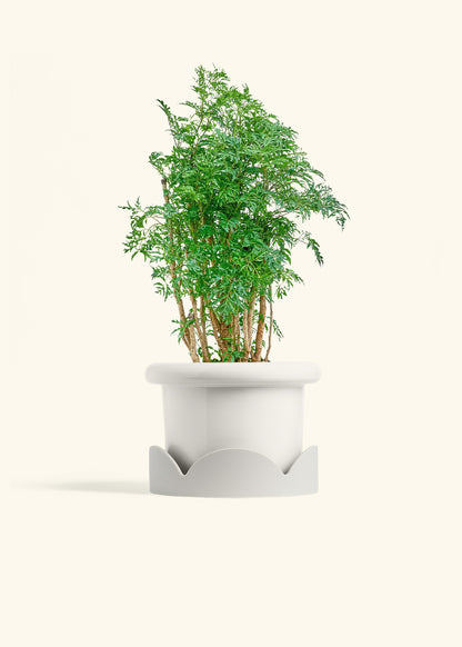 Ming Aralia in a 6 inches Fat Lip White Planter in a Oat Petal Drip Tray