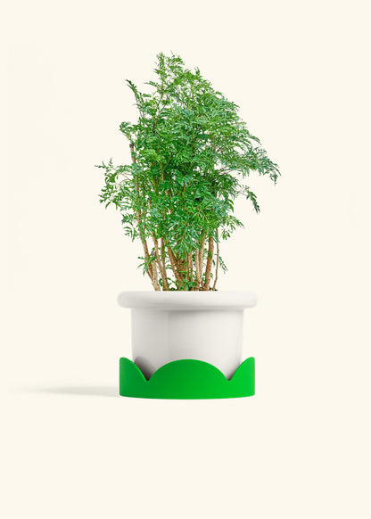 Ming Aralia in a 6 inches Fat Lip White Planter in a Shamrock Petal Drip Tray