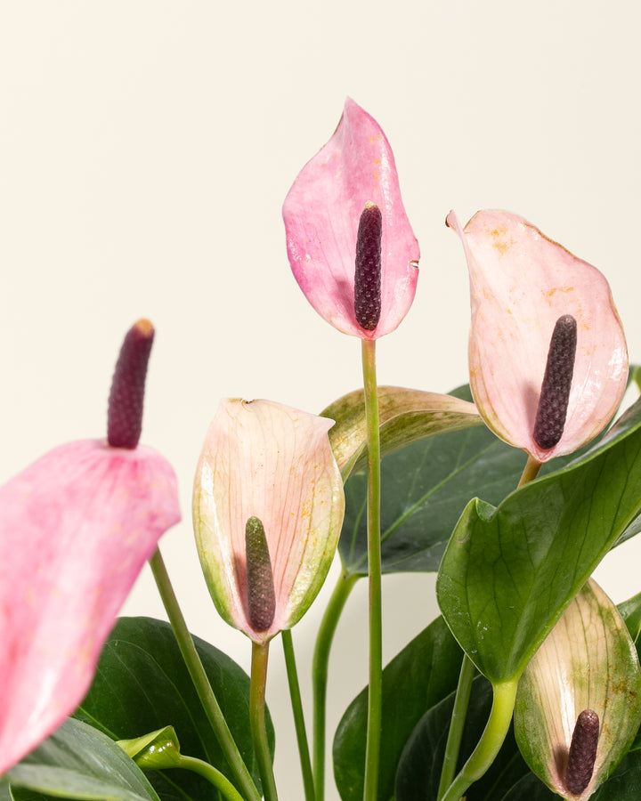 Purple Anthurium Zizuo