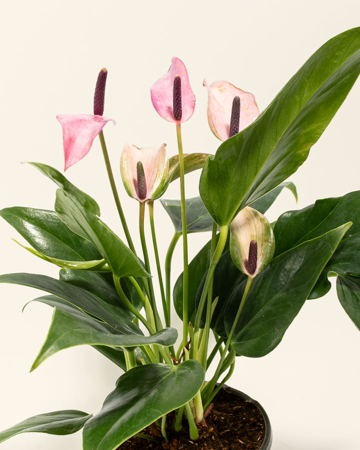 Purple Anthurium Zizuo