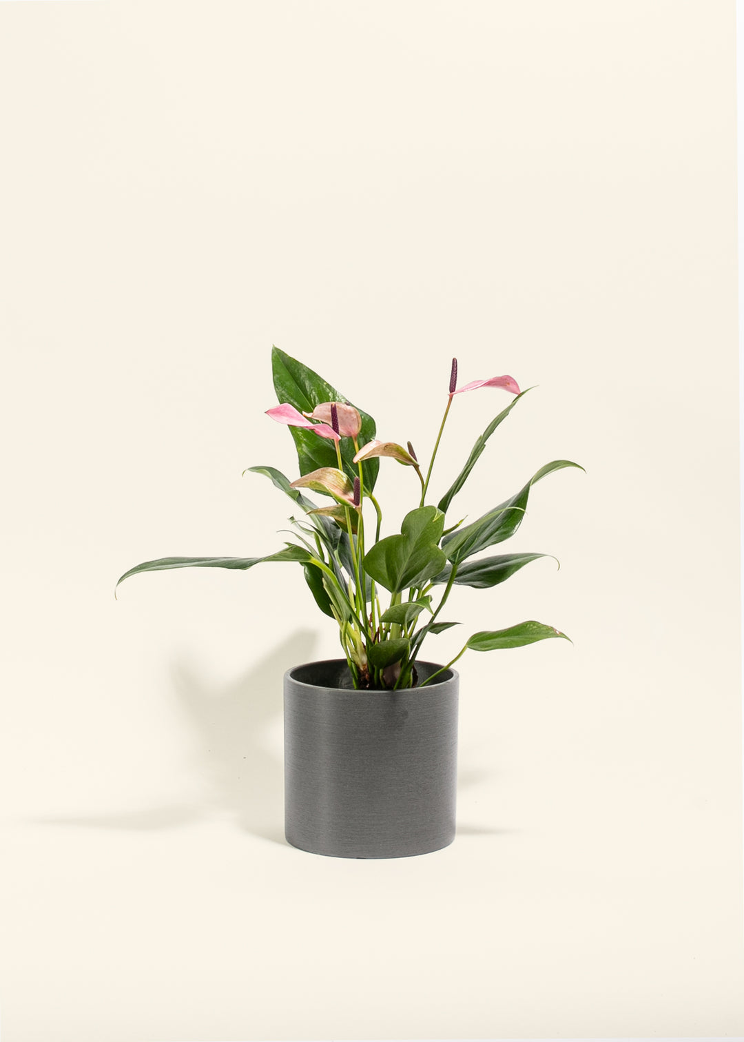 Purple Anthurium Zizuo