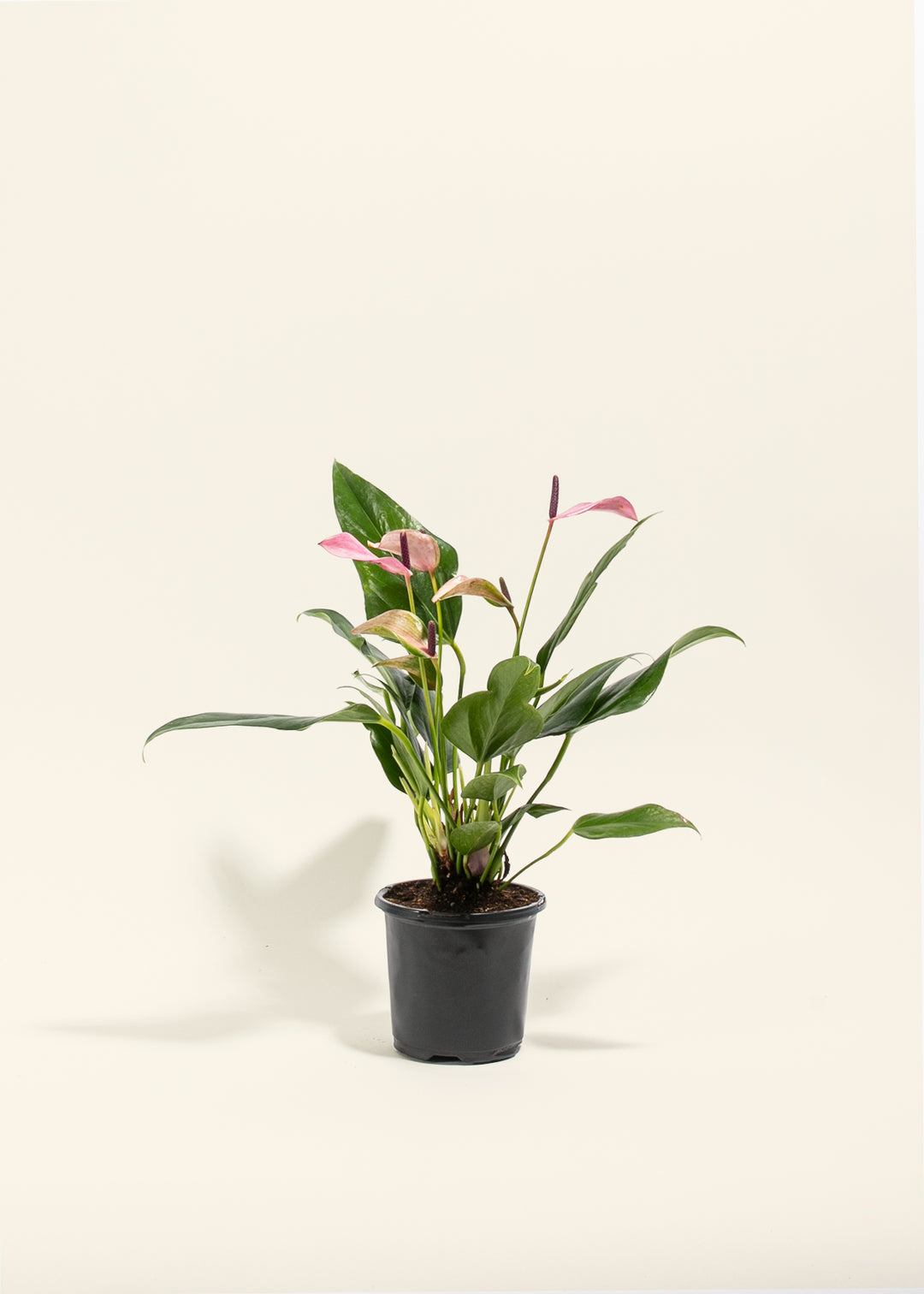 Purple Anthurium Zizuo