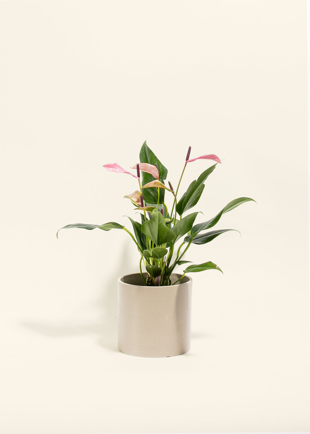 Purple Anthurium Zizuo