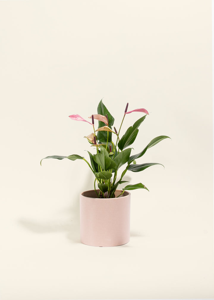 Purple Anthurium Zizuo