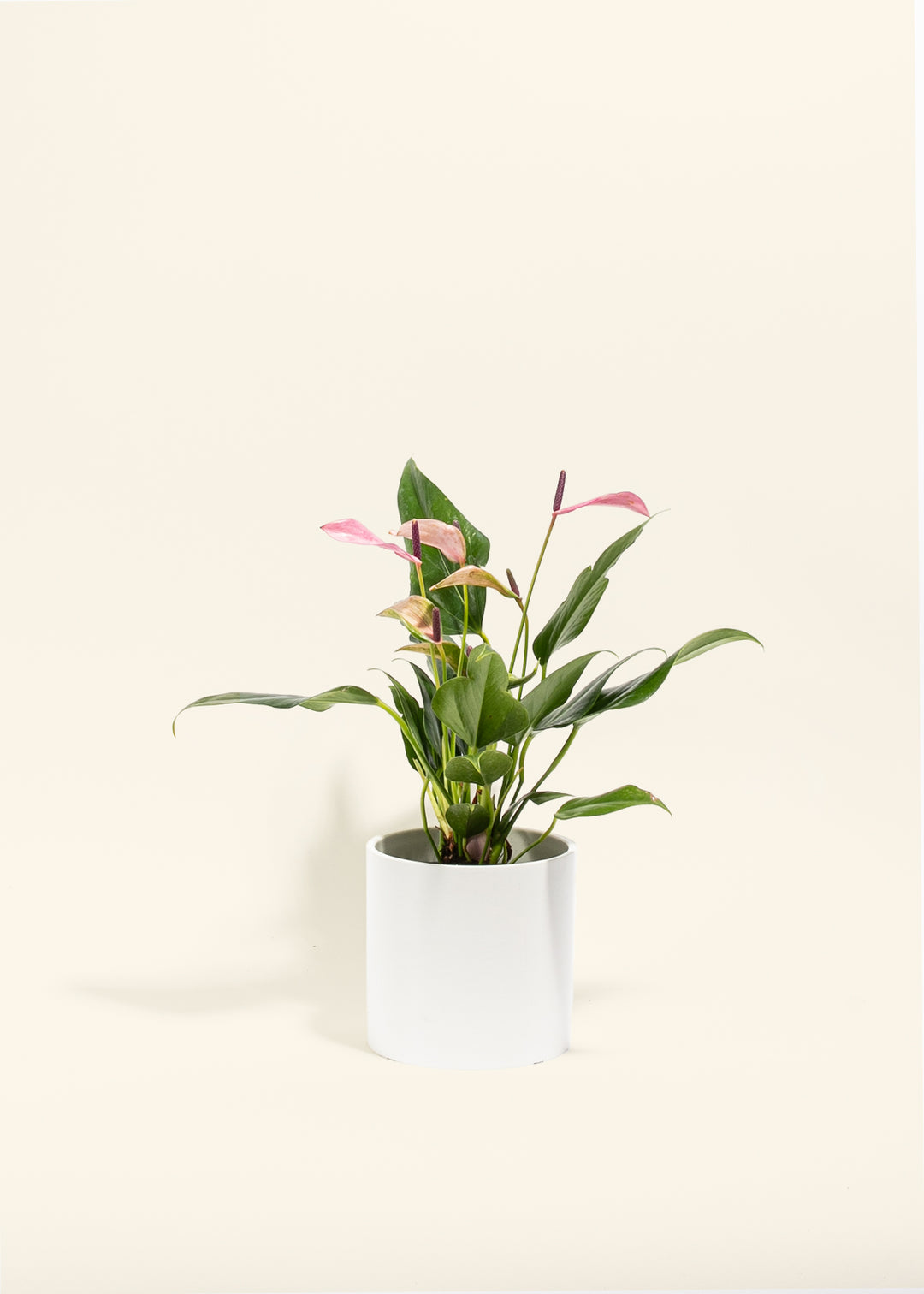 Purple Anthurium Zizuo